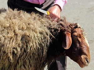 برخورد قاطع دامپزشکی شهرستان دماوند با کشتار غیرمجاز دام در آبسرد