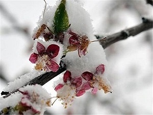 توصیه های کشاورزی جهت جلوگیری از خسارت به شکوفه‌های درختان و سرمازدگی جوانه‌ها