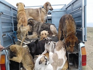 برگزاری جلسه ستاد کنترل جمعیت سگ‌های بلاصاحب شهرستان دماوند/دستور کار بودن ایجاد پناهگاه و نگهداری سگ‌های بلاصاحب در شهر آبسرد