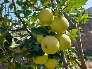 پیش‌بینی برداشت ۲۲۰ هزار تن سیب دماوند در سال جاری/جای خالی صنایع تولید چیپس سیب