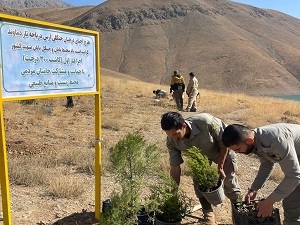 آغاز کاشت ۳۰۰ اصله درخت ارس در ارتفاعات دریاچه تار شهرستان دماوند